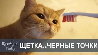 RU:FACIAL: brush vs feline acne