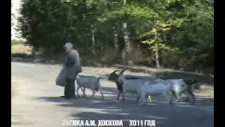 2011 год. Козы в парке Победы