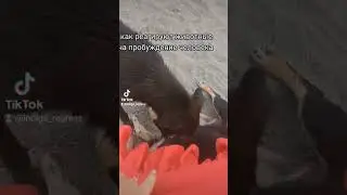 Как реагируют животные на пробужденного человека #осознанность #душачеловека