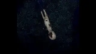 Минус печенька