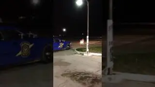 Michigan State Trooper shoots deer in the street with his sidearm