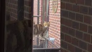 Bert's nemesis back again - what does it want?