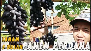 HOW TO PLANT A GRAPE IN A POT