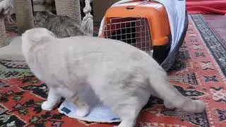 DSCN8594 Котята проверяют переноску перед дорогой