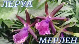 №757/ ОБЗОР комнатных растений и ОРХИДЕЙ в  ЛЕРУА МЕРЛЕН