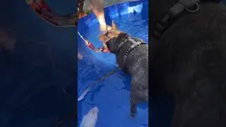 French Bulldog Keepin' Cool with Pawaboo's Doggy Pool!