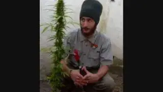 jah nattoh - maleante