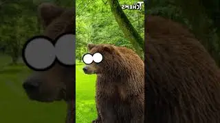 NIÑO CON DERECHO MUERE POR UN OSO #hilosconcheems #cheems #niñosconderecho  #humor