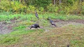 WILD TURKEYS OUT MY BEDROOM WINDOW