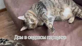 Про жизнь! Наготовил вкусняшки из тушенки да и про все !  И у нас зима ура
