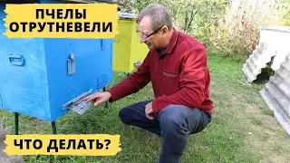The bee colony has become irritated | What to do?