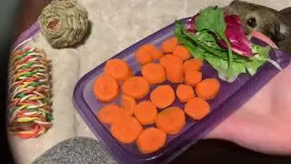 Making My Piggies A Salad: Part 2