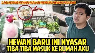 HEWAN INI NYASAR! TIBA-TIBA MASUK KE RUMAH AKU! LAGI JEMUR HEWAN MALAH MASUK HEWAN INI!