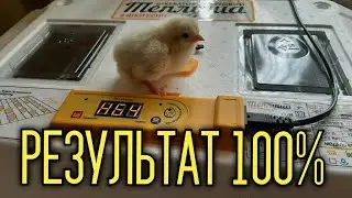 Инкубация куриных яиц / Вывод цыплят / Совместная инкубация
