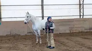 Умеют ли лошади читать МЫСЛИ?