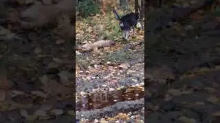 Собачья верность (до слез)