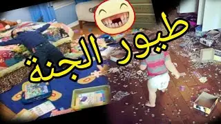 طيور الجنة هههه
