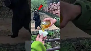 How a bear catches a bun perfectly 😳