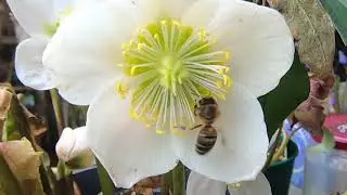 Erste Bienen 2018