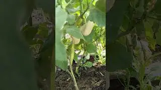 Баклажан "Мечта грибника"