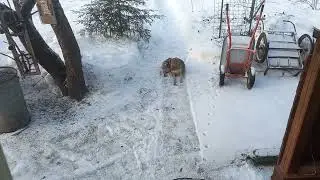 Безграничная верность бездомного пса