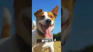 Keep Your Dog Happy and Healthy with Daily Playtime! #wildlife #facts