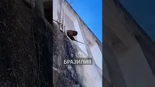 In Brazil, a monkey with a machete terrorizes the city