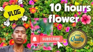 ផ្កាម៉ោងដប់ស្អាតខ្លាំងណាស់ ❤😍 🌺💐១០ Flowers