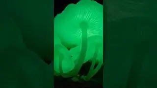 Glow in the dark Mushrooms #glow #nature #shorts