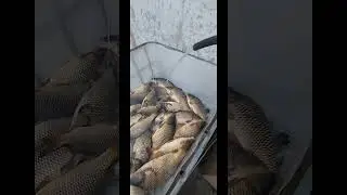 Rossiya g.Bryansk HOJIBOBO choyxonasi