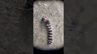 Super closeup of Caterpillar in Bukit Timah Hill