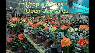 Open day sales areas 2020