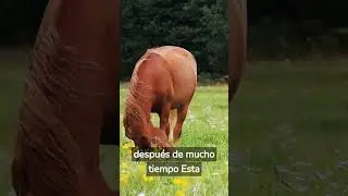 ¿Sabías ESTO de la MEMORIA de los CABALLOS? #shorts #short #horse
