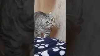 кот Осман...#cat #кот #котики #котики #тикток