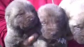 Turkish Kangal,Kangal www.kangalbg.com