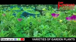 Garden Plants