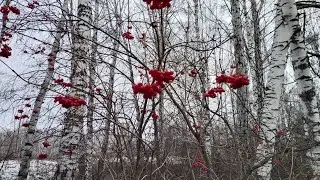 Прогулка по березовому лесу