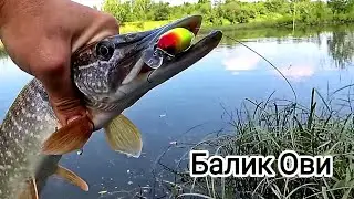 Ака Ука Россияда балик ови. Дахшат Балик Ови Болди. Baliq ovi #рыбалка #baliqovi #баликови #fishing