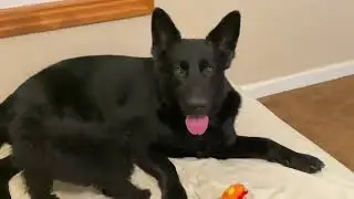 Black German Shepherd with NEW Toy Poodle, Gin Gin.