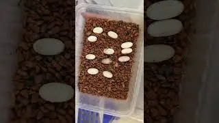 #детеныши