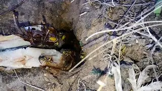 Гнездо Ос . Подкормка Рыбой - Гнезда Германских Ос 29 Сентября 2024 г !