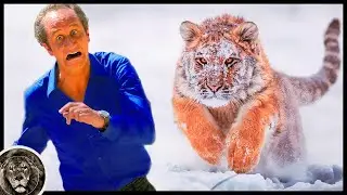 8 Ways How To Survive a Tiger Attack!