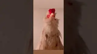 My ROOSTER can sing BETTER than a HUMAN! 😳😭😂 