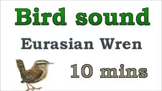 Bird sound #5 - Eurasian Wren
