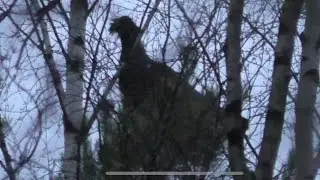 Моя охота на глухаря