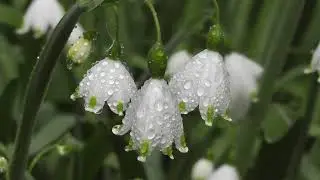 flowers  музыка без авторских прав