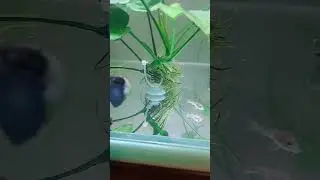 MAVİ ELMA SALYANGOZLARIM GELDİLER 🐌 💙