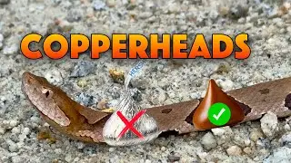 Copperhead Snakes and Rat Snakes: Herping Highlights in the Summer (2024)