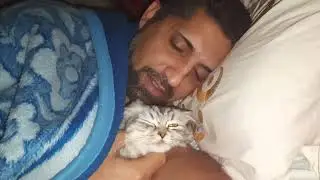 Как приучить кошку спать в кровати. How to learn cat 🐈