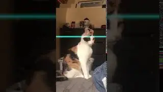 OMG so funny cats | time warp scan cat tik tok
